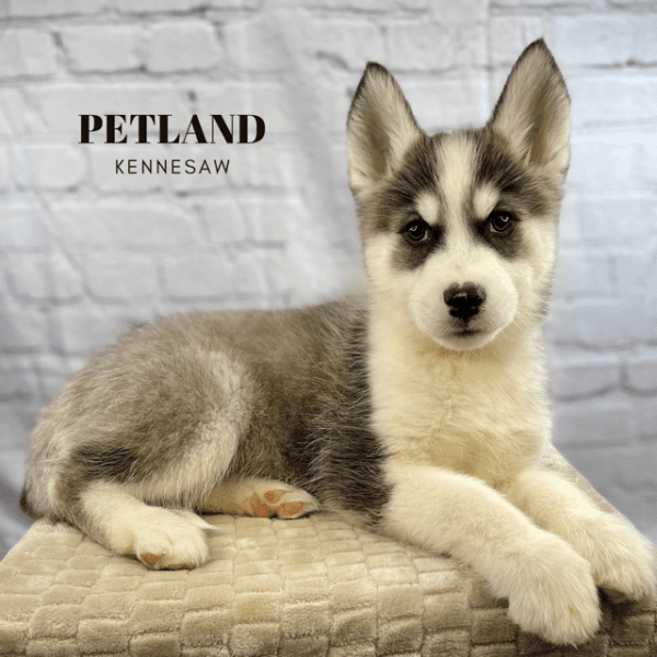 Dogs & Puppies for Sale Near Atlanta Petland Kennesaw,