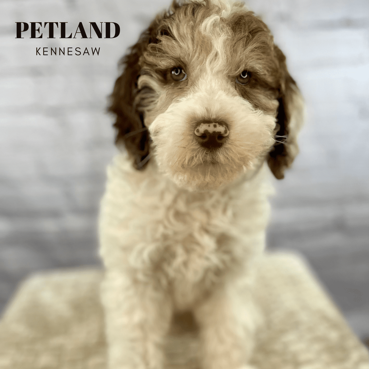 Dogs & Puppies for Sale Near Atlanta Petland Kennesaw,