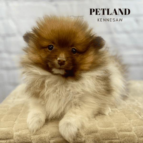 Dogs & Puppies for Sale Near Atlanta Petland Kennesaw,