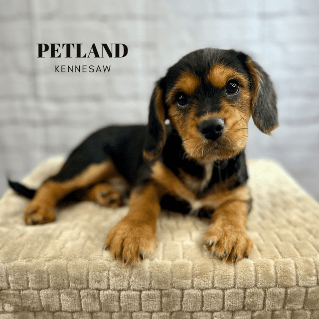 Dogs & Puppies for Sale Near Atlanta Petland Kennesaw,