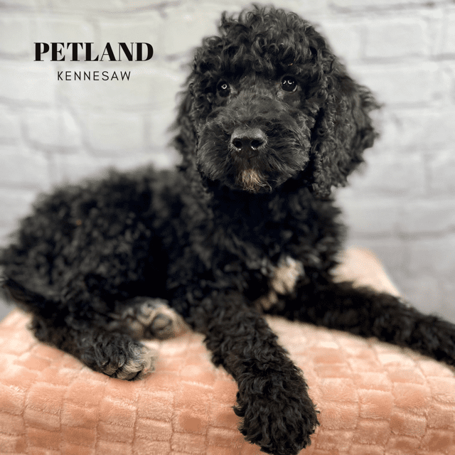Dogs & Puppies for Sale Near Atlanta Petland Kennesaw,