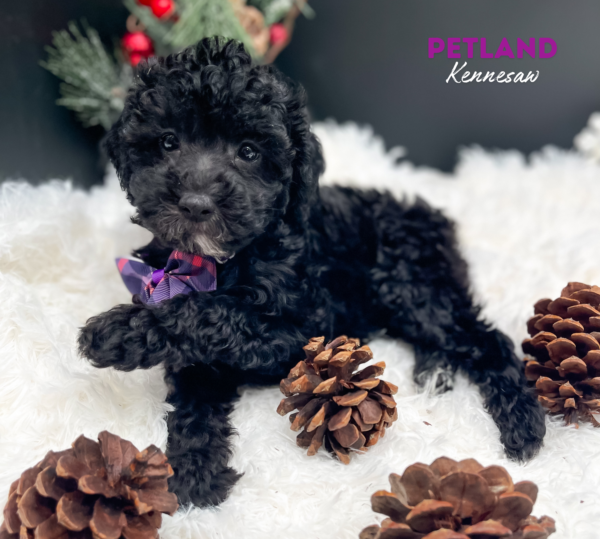 [#242645-09] Black F Poodle Mini Puppies For Sale