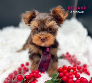 Petland Kennesaw, Georgia - Puppies, Pet Supplies & Food