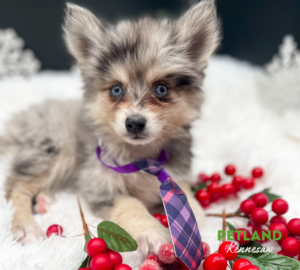 Petland Kennesaw, Georgia - Puppies, Pet Supplies & Food