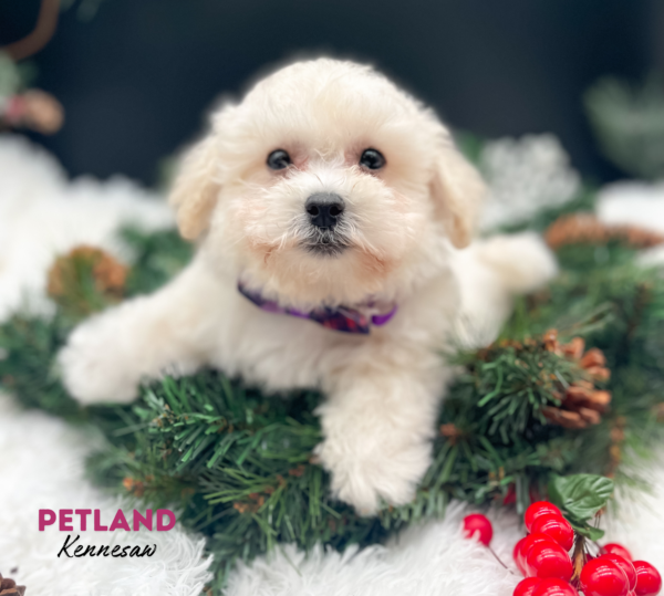 [#2585-01] Apricot M Bichapoo Puppies For Sale