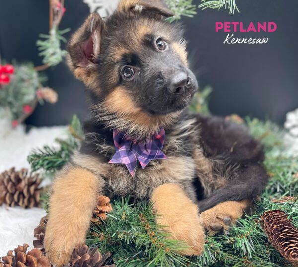 [#243812-05] Black / Tan F German Shepherd Dog Puppies For Sale
