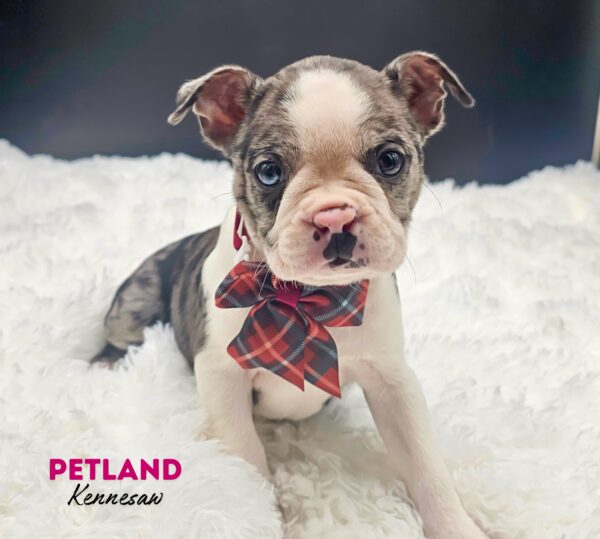 [#2540-05] Blue Merle / White F Boston Terrier Puppies For Sale
