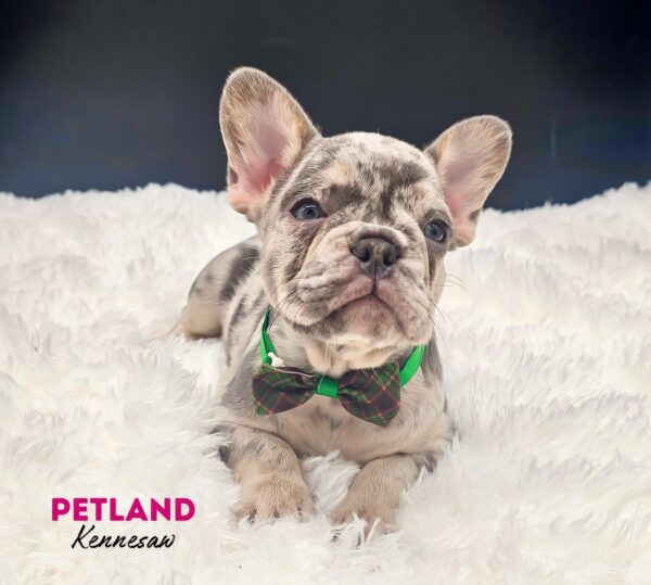 [#25148-01] Lilac Merle M French Bulldog Puppies For Sale
