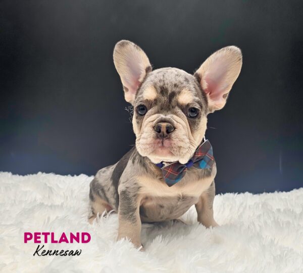 [#25148-02] Lilac Merle M French Bulldog Puppies For Sale