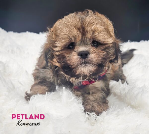 [#242689-02] Brown / White M Teddy Bear Puppies For Sale