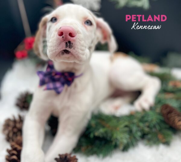 [#25101-06] Fawnequin F Great Dane Puppies For Sale