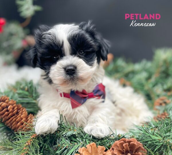 [#25175-04] Black / White F Havanese Puppies For Sale