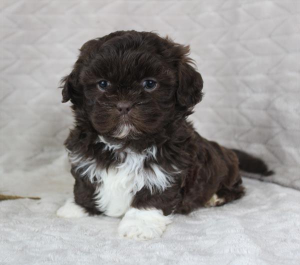 [#25418-04] Chocolate M Shih Tzu Puppies For Sale