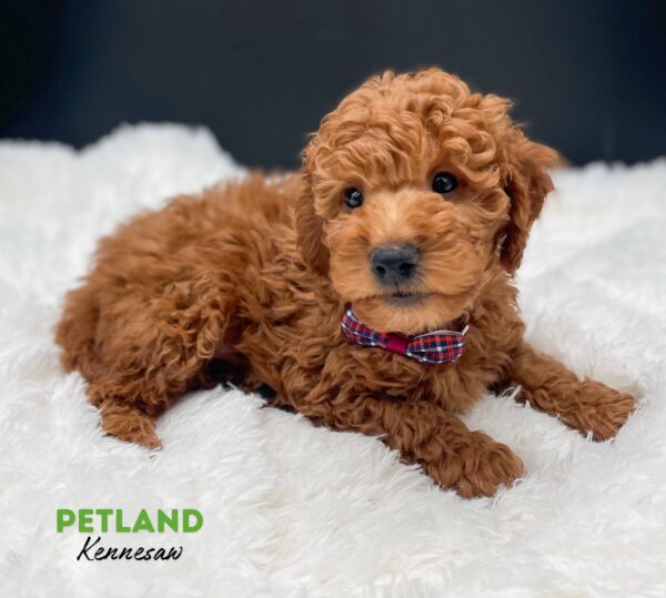 [#25316-02] Red M Goldendoodle Mini Puppies For Sale