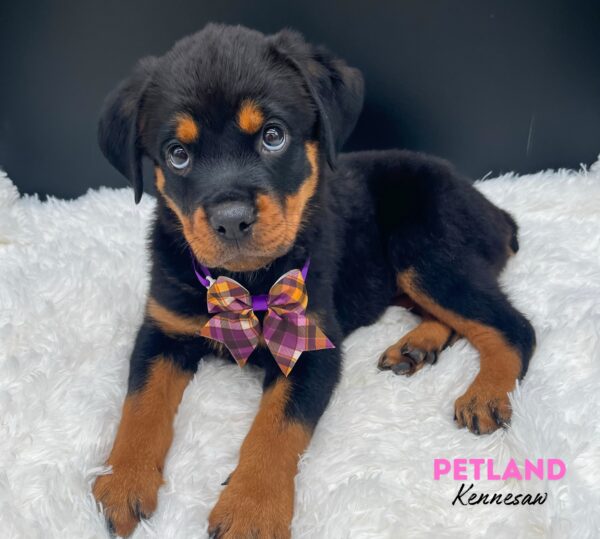 [#25123-04] Black / Mahogany F Rottweiler Puppies For Sale
