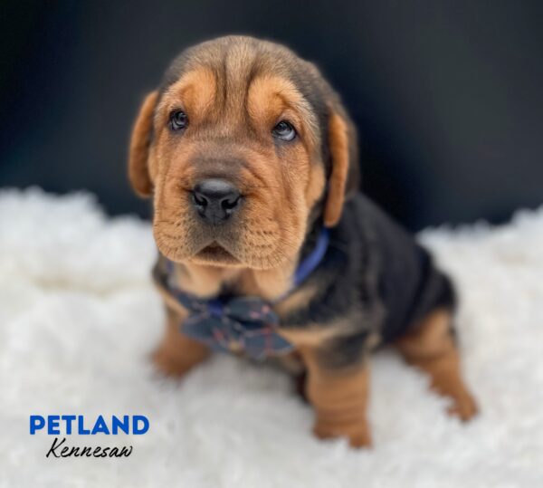 [#2541-07] Black / Tan F Walrus Puppies For Sale