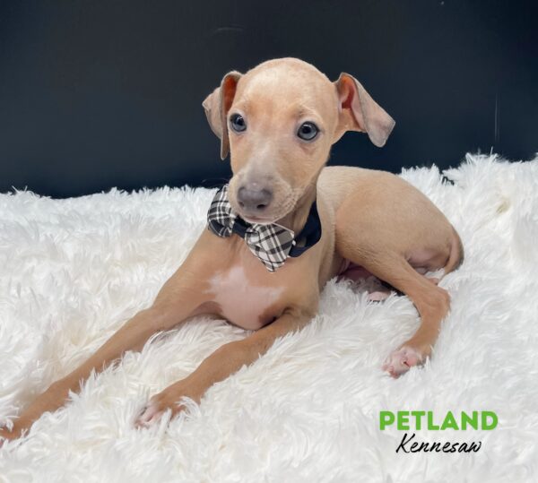 [#25240-02] Fawn / White M Italian Greyhound Puppies For Sale