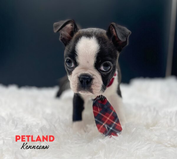 [#25241-03] Black / White M Boston Terrier Puppies For Sale