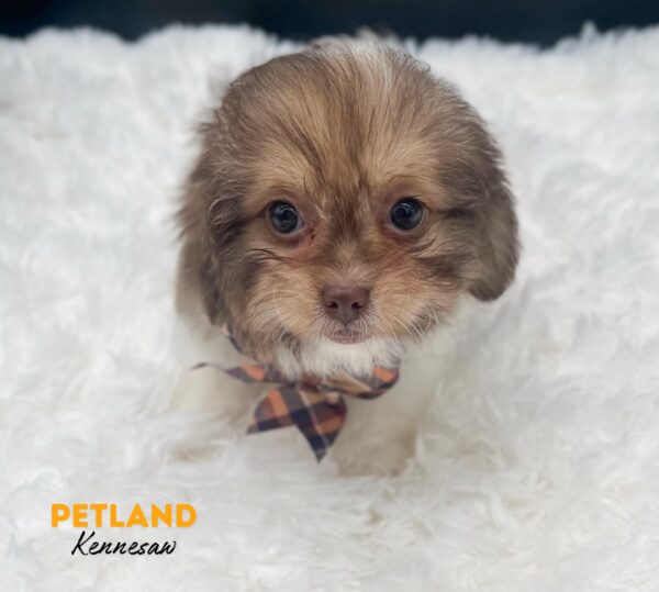 [#25289-06] Chocolate F ShihPoo Puppies For Sale