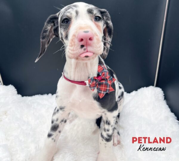 [#25106-03] Harlequin F Great Dane Puppies For Sale