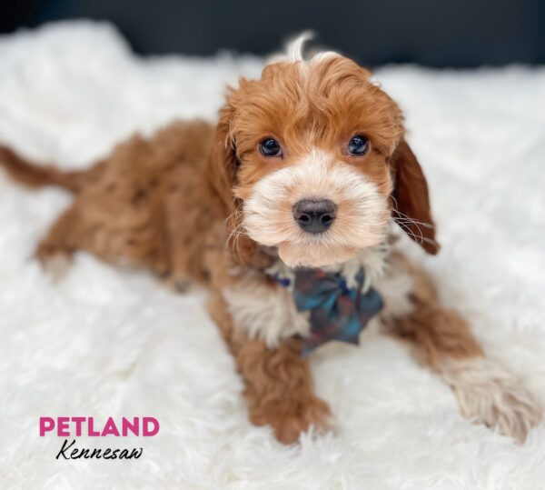 [#2588-05] Red / White F Poodle/Irish Setter Puppies For Sale