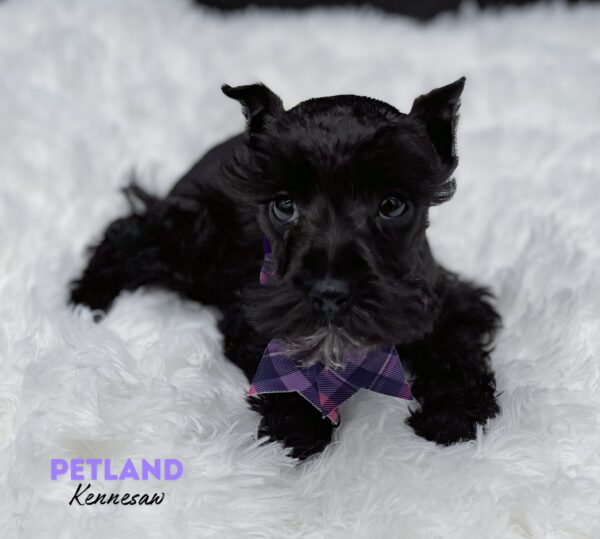 [#25307-05] Black F Miniature Schnauzer Puppies For Sale