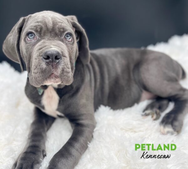 [#2591-01] Blue M Cane Corso Puppies For Sale