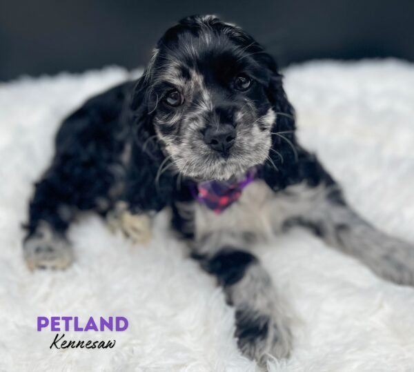 [#25167-06] Blue Merle F Cocker Spaniel Puppies For Sale