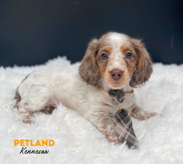 [#2549-03] Brown / White M Dachshund Puppies For Sale