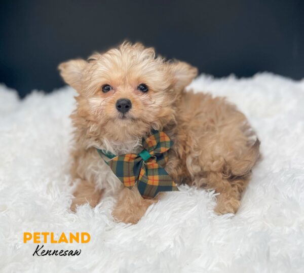[#25231-04] Tan F PomAPoo Puppies For Sale