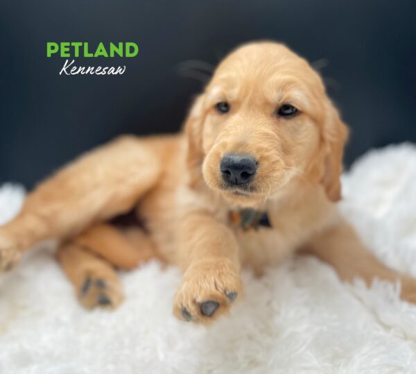 [#25222-04] Golden F Golden Retriever Puppies For Sale