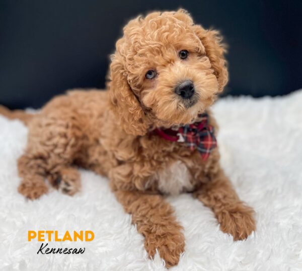 [#25399-01] Red F Goldendoodle Mini Puppies For Sale