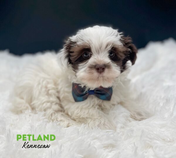 [#25417-02] White / Chocolate M Havanese Puppies For Sale