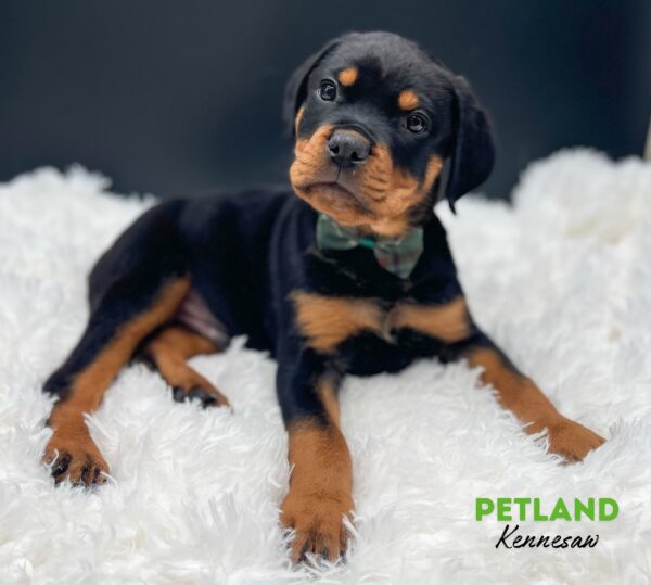 [#2538-01] Black / Tan M Rottweiler Puppies For Sale