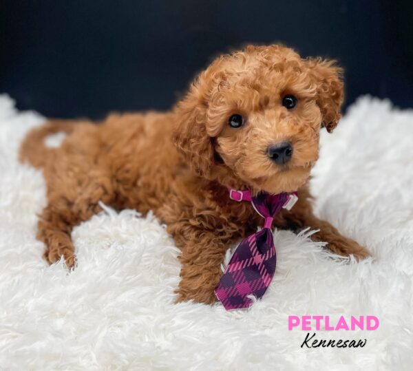 [#25190-01] Red M Bichapoo Puppies For Sale
