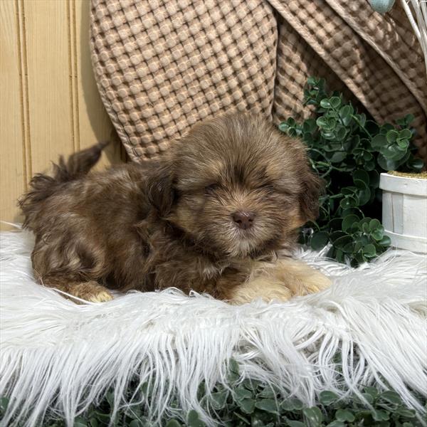 [#25841-01] Brown M Shih Tzu Puppies For Sale