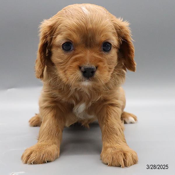 [#25219-04] Red F Cavapoo/Cavalier King Charles Spaniel Puppies For Sale