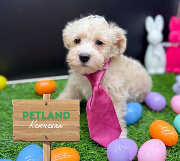 [#25530-01] White M Westipoo Puppies For Sale