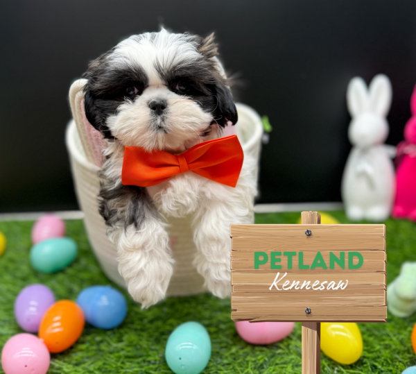 [#25424-07] Brindle / White F Teddy Bear Puppies For Sale