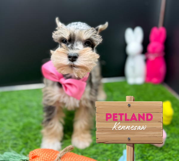 [#25467-03] Blue Merle F Miniature Schnauzer Puppies For Sale