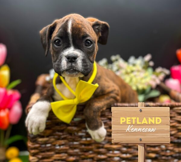 [#2558-06] Brindle F Boxer Puppies For Sale