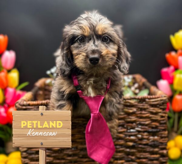 [#25233-05] Blue Merle M Dachshund/ShizaPoo Puppies For Sale