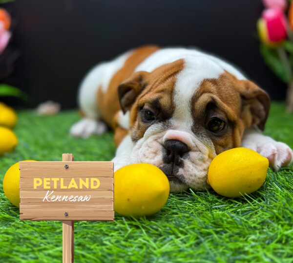 [#25864-03] White / Red F English Bulldog Puppies For Sale