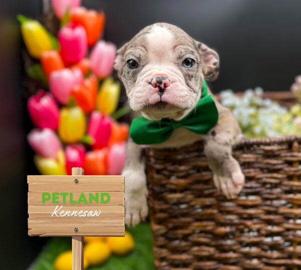 [#25503-04] Blue Merle F Boston Terrier Puppies For Sale