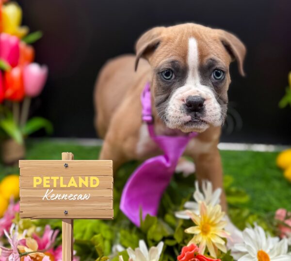 [#2574-01] Fawn M Boxer Puppies For Sale