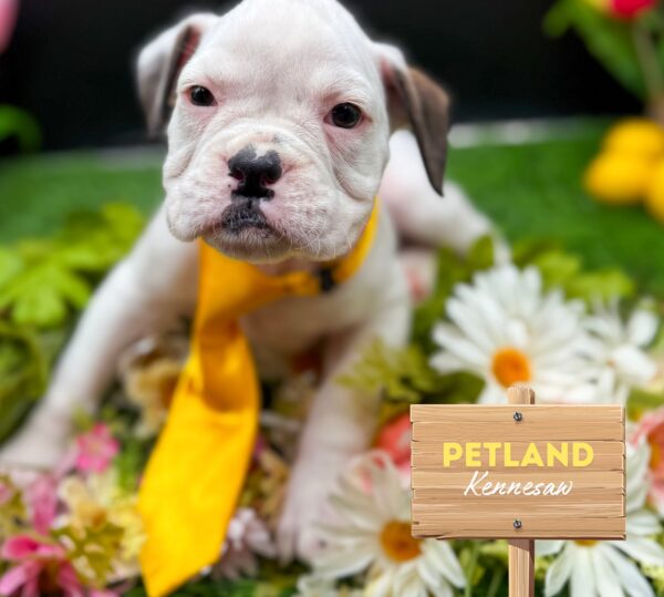 [#2574-04] White M Boxer Puppies For Sale