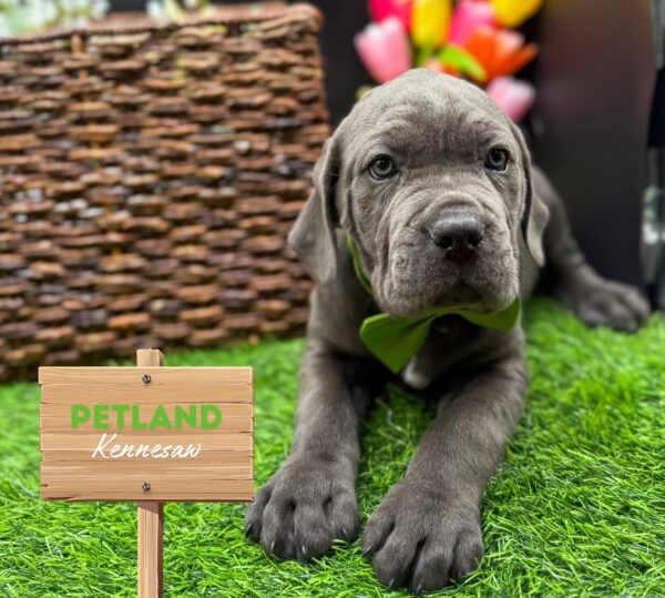[#25716-08] Blue F Cane Corso Puppies For Sale