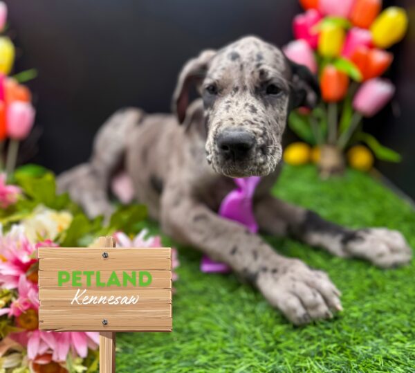 [#25862-03] Merle M Great Dane Puppies For Sale