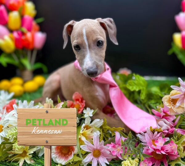 [#25666-01] Fawn / White M Italian Greyhound Puppies For Sale