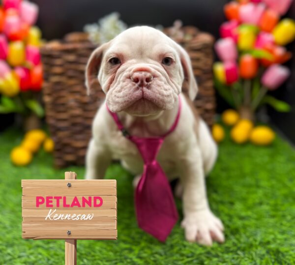 [#25552-02] Lilac Merle M Olde English Bulldog Puppies For Sale